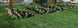 озеленение могилы